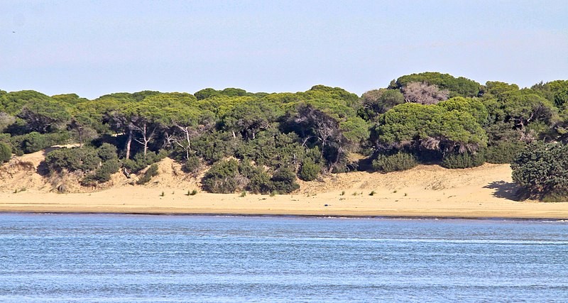 Parque Nacional de Doñana. Parque Nacional de Doñana.