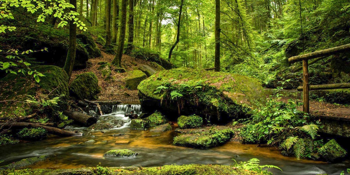 Selva de Irati