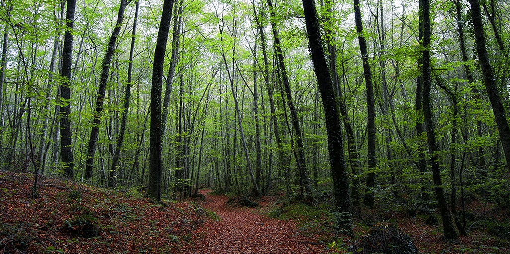 Fageda d'en Jorda