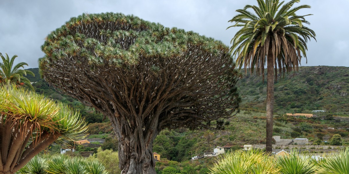 Millennium Dragon Tree