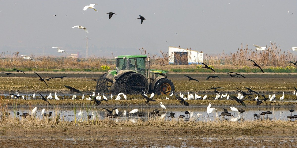 albufera