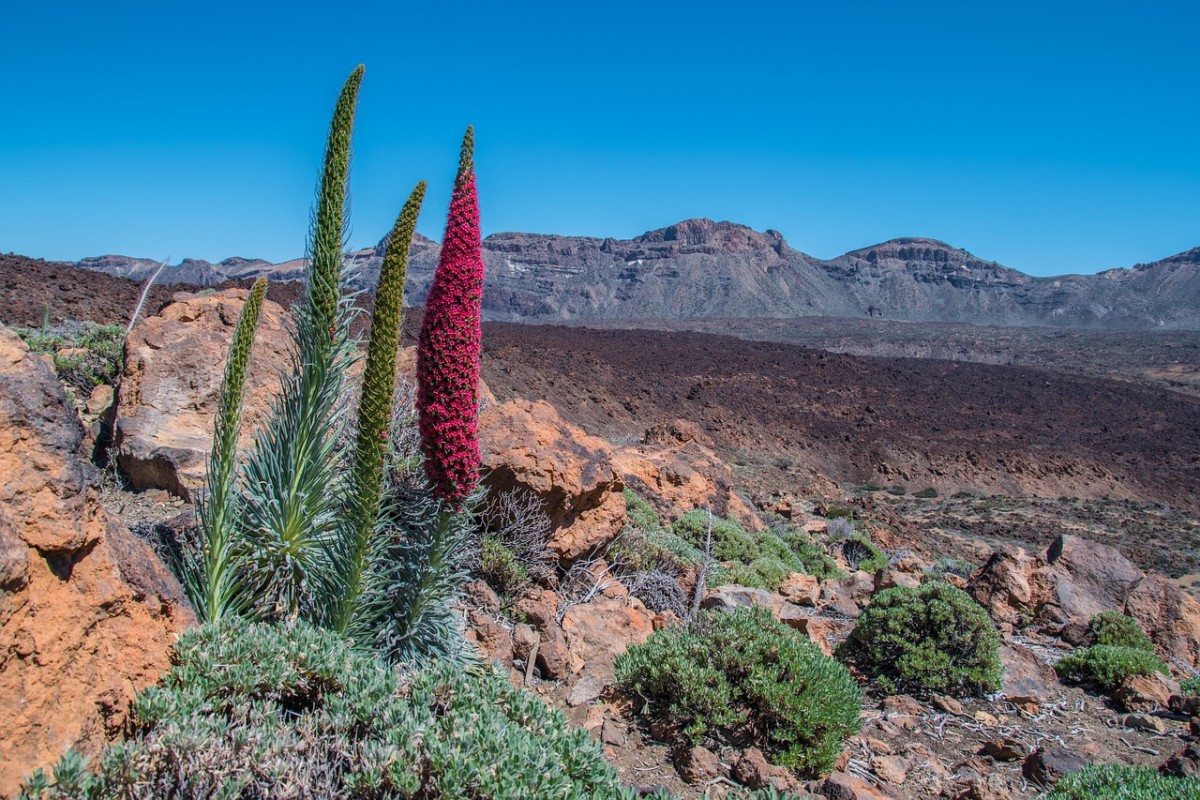 teide