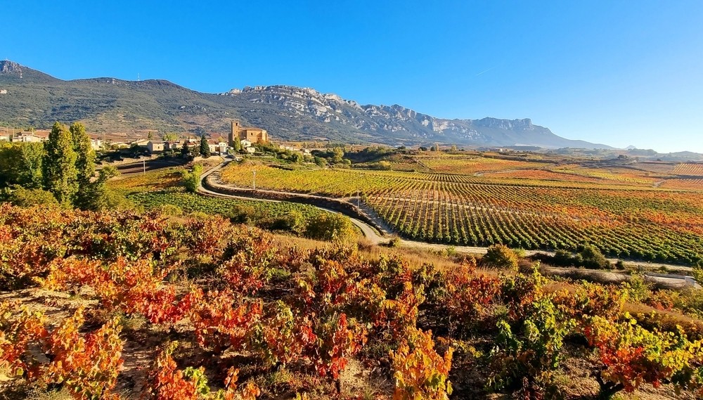 Vigneti a La Rioja