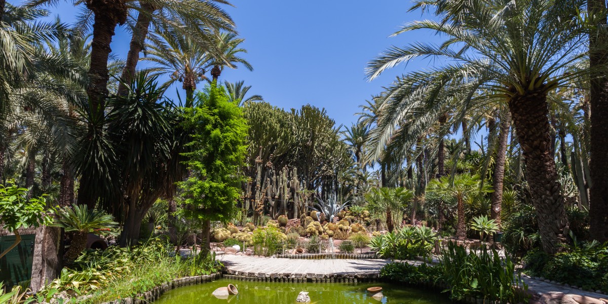 palmeral elche