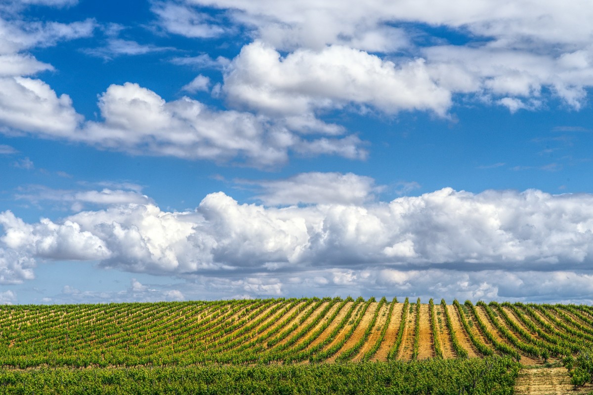 Vigneti Spagna