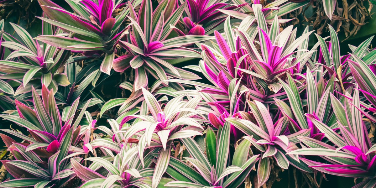 tradescantia