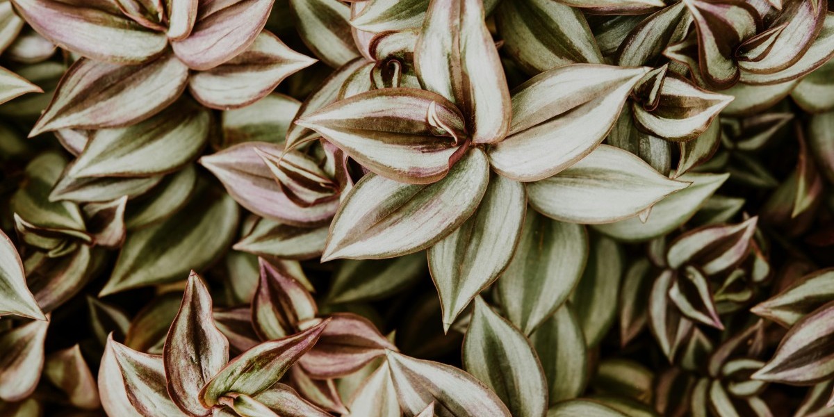 tradescantia