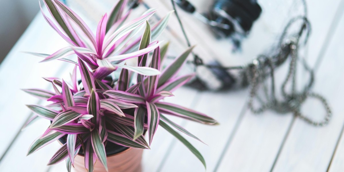 tradescantia