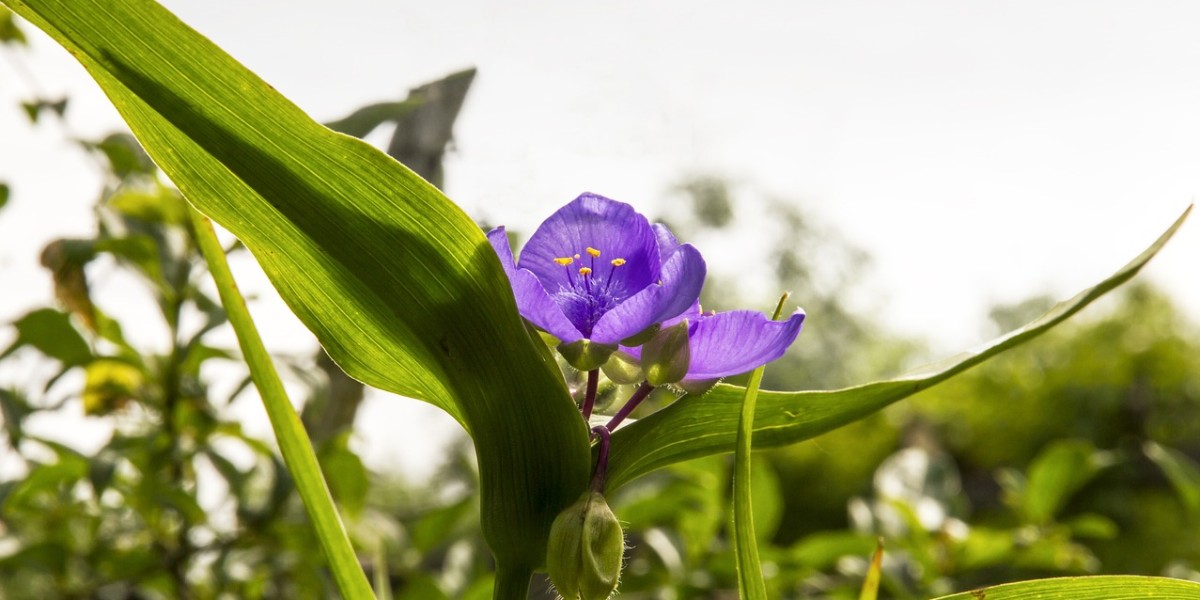 tradescantia