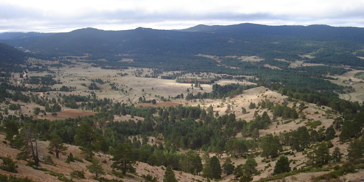 montes universales