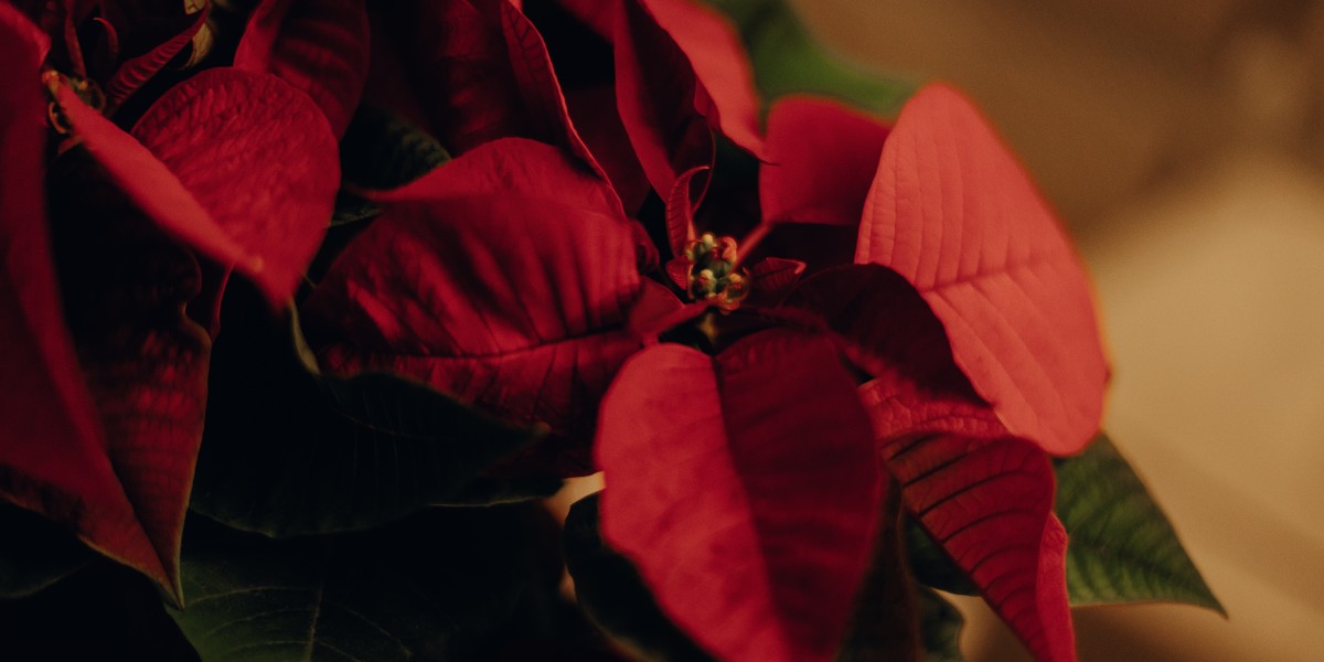 flor de pascua