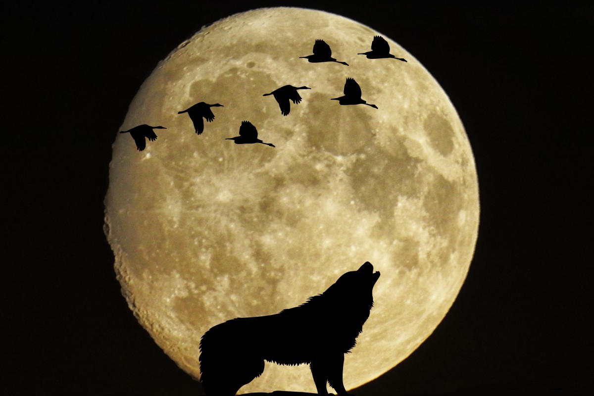 Luna del Lobo