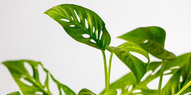 monstera
