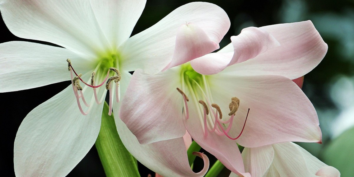 amarilis