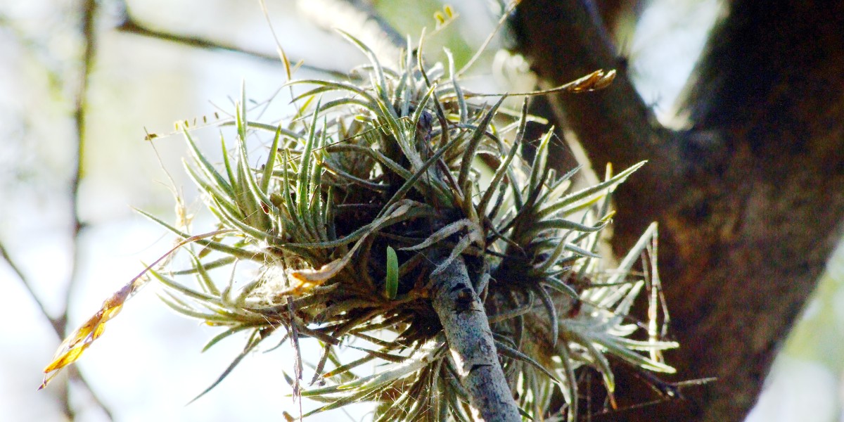 tillandsia