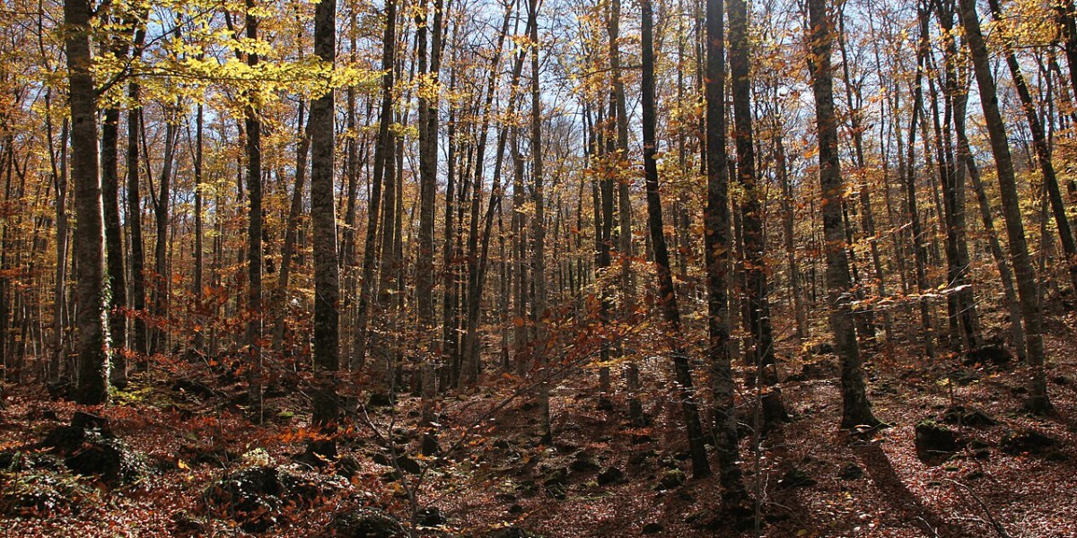 fageda d'en jorda