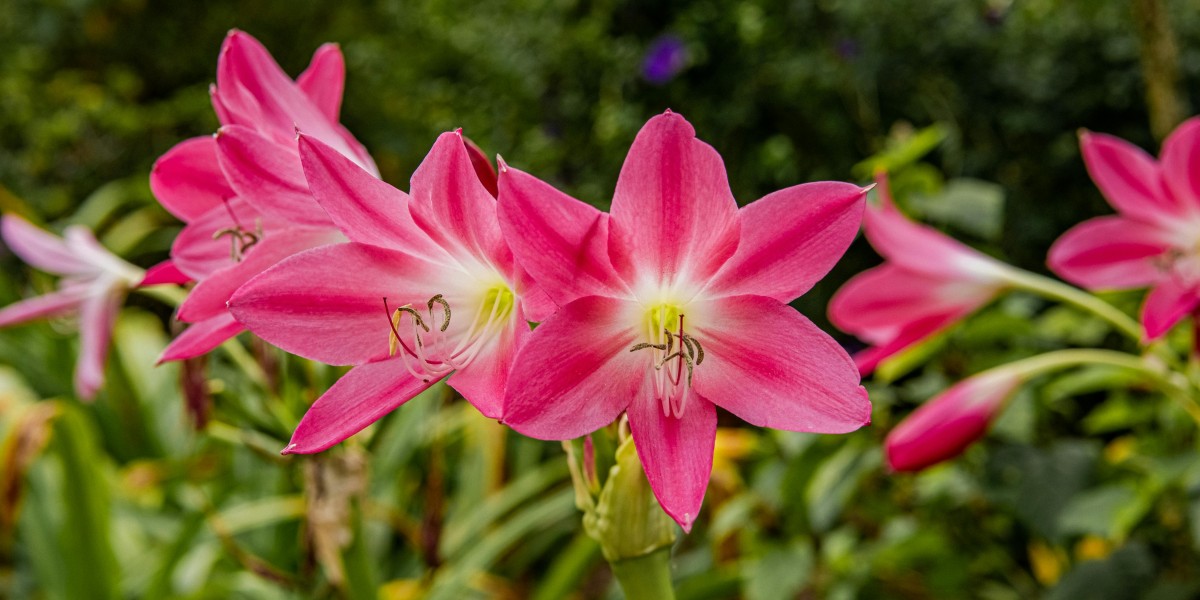 amarilis
