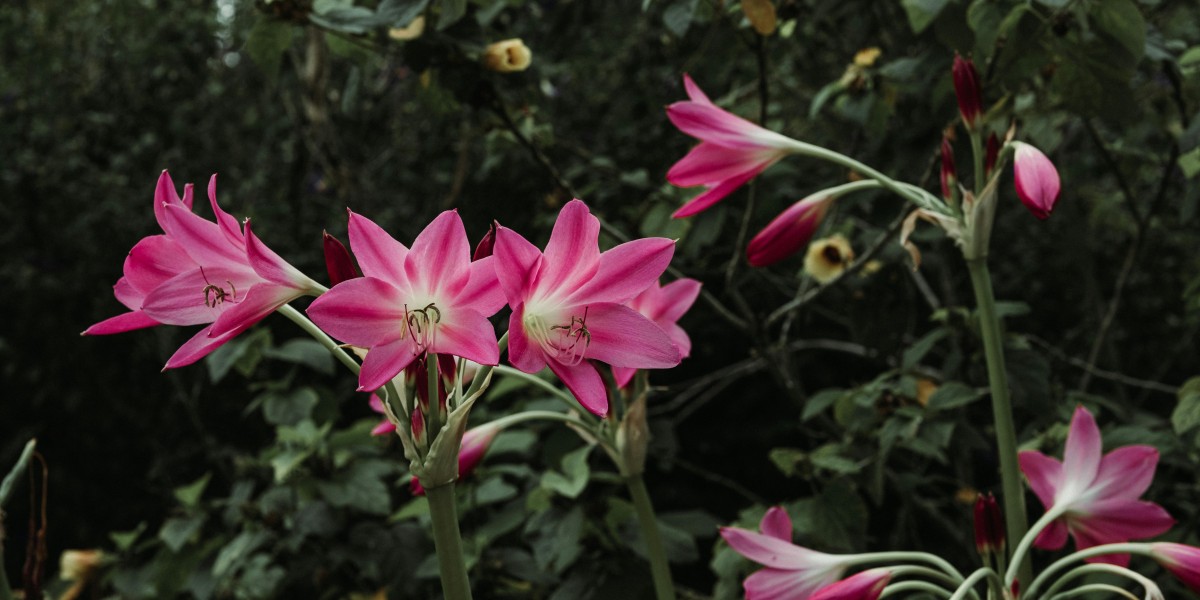 amarilis