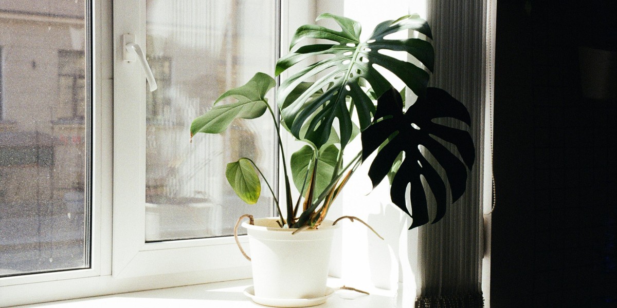 monstera