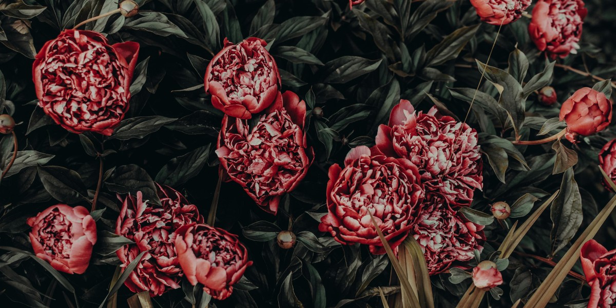 peonia