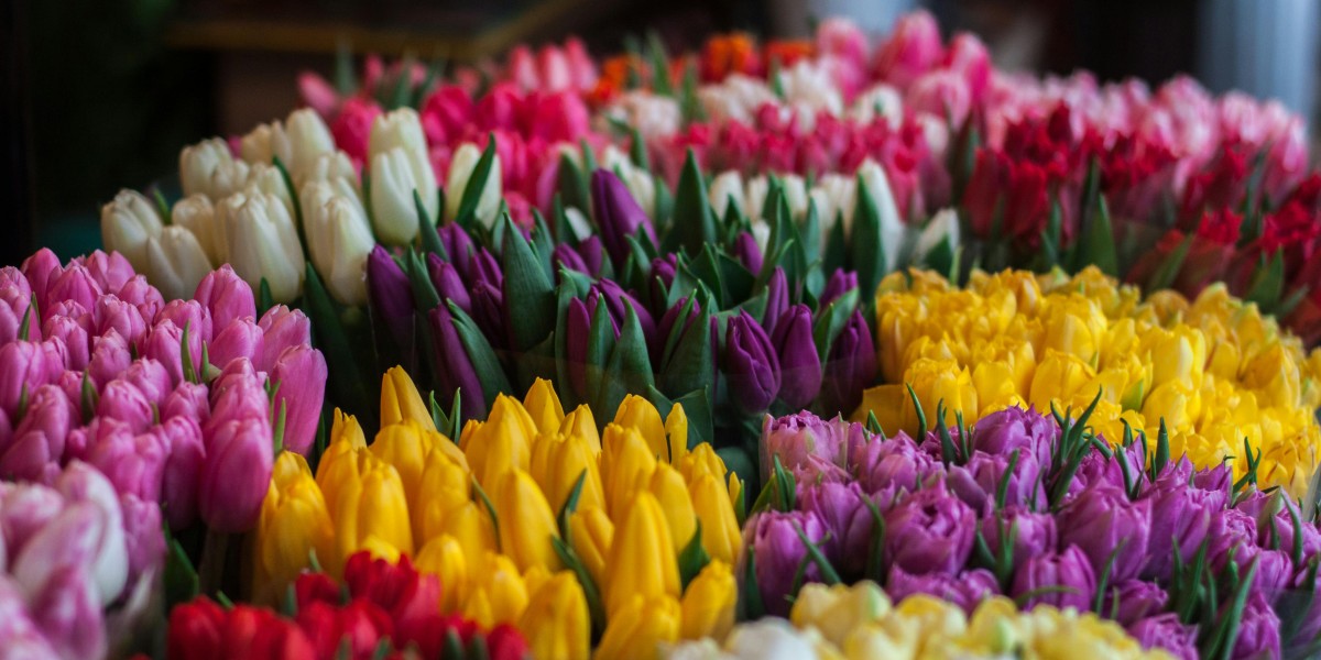 tulipanes