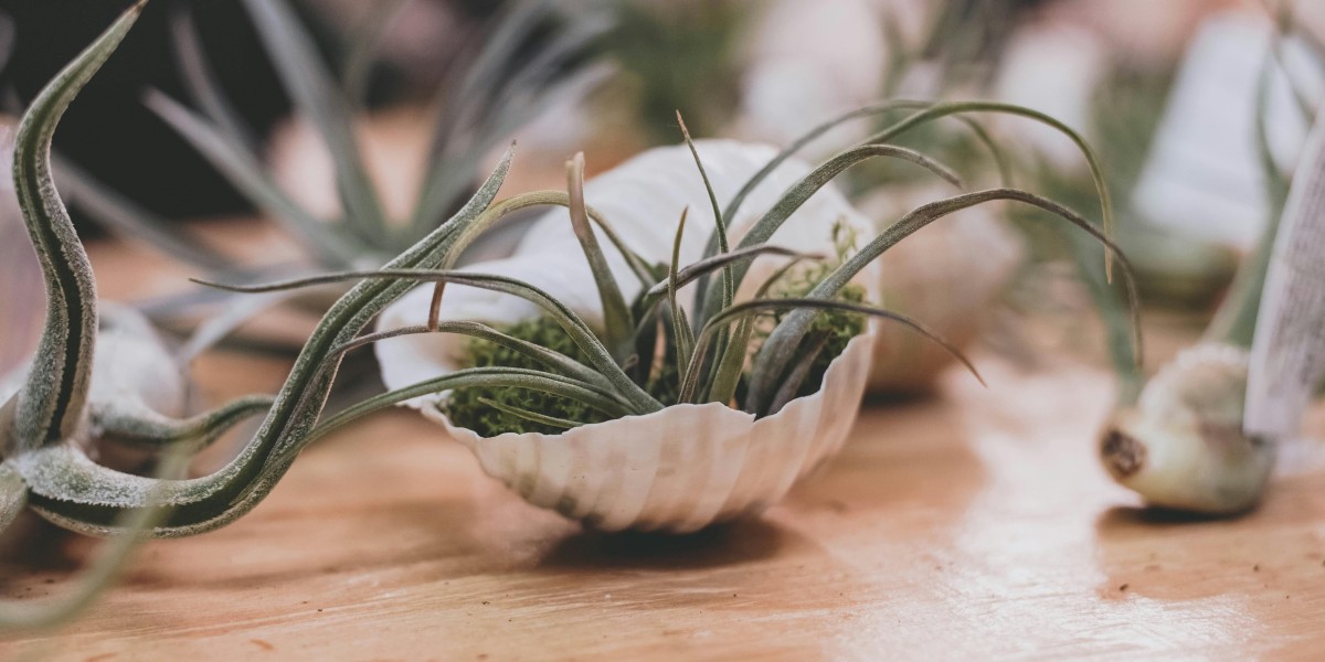 tillandsia