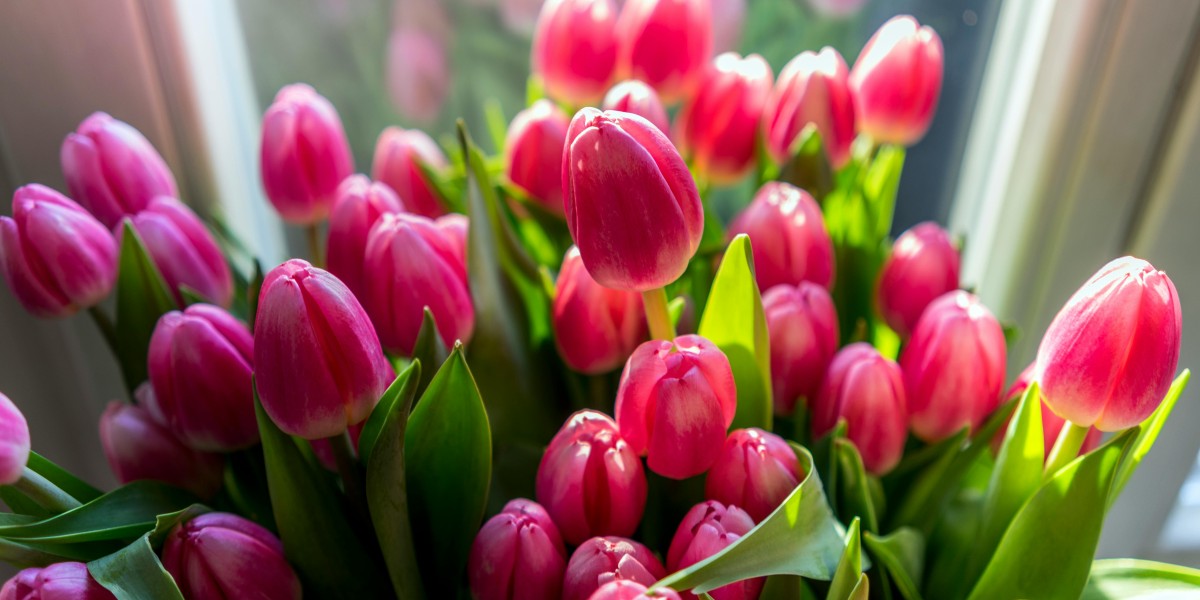 tulipanes