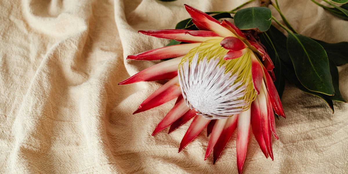 protea
