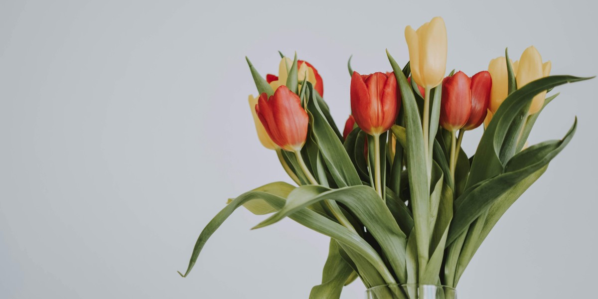 tulipanes
