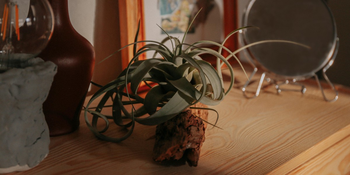 tillandsia
