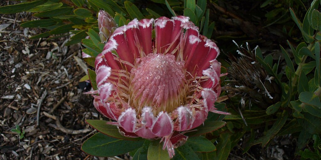 protea