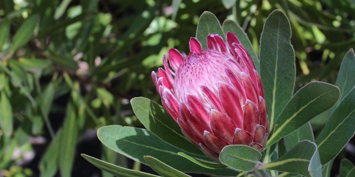 protea