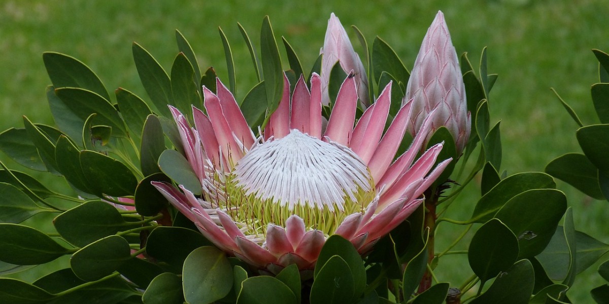 protea