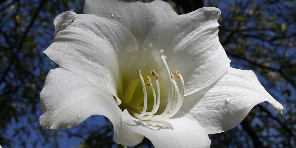 amarilis