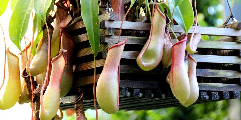 nepenthes
