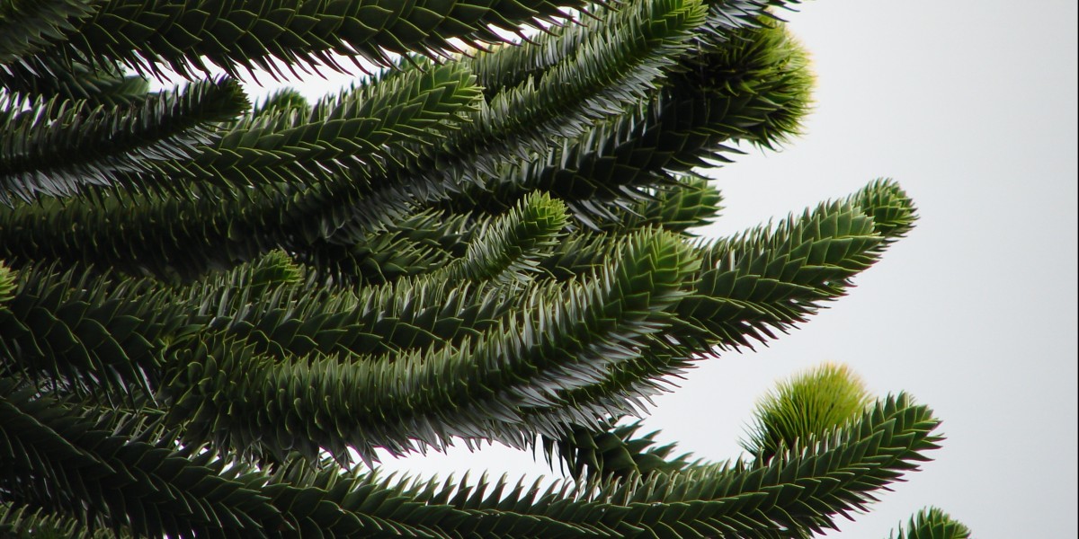 araucaria