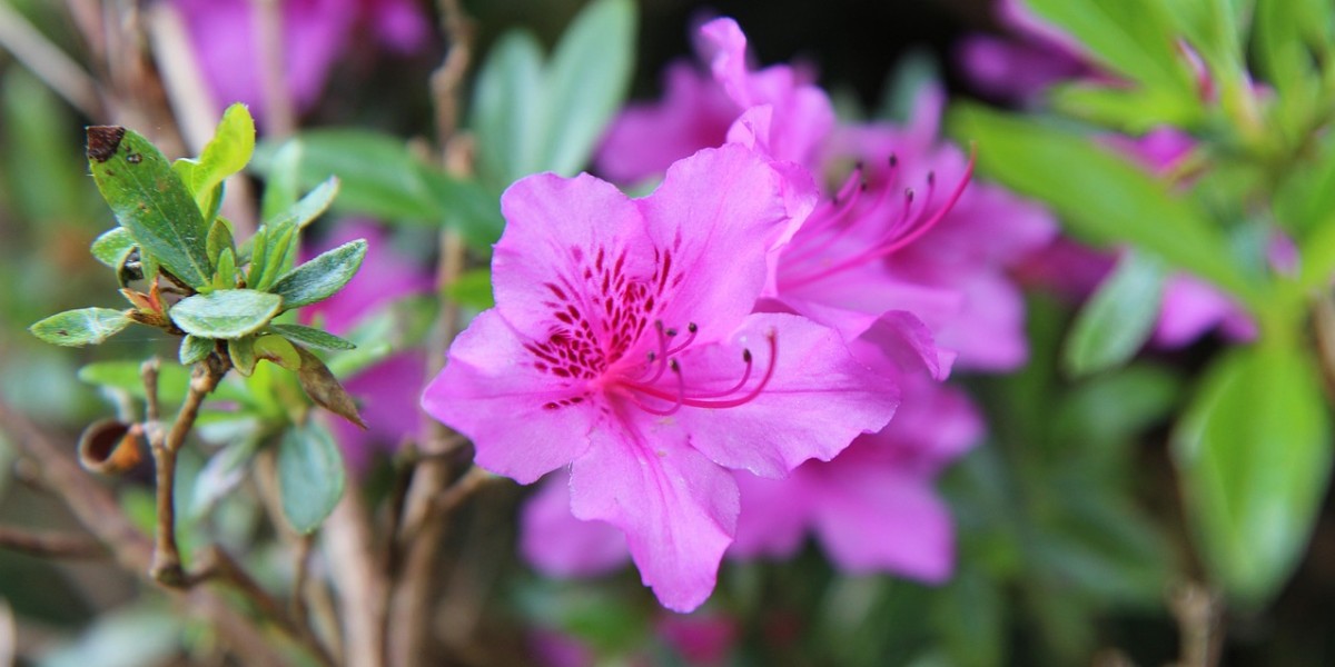 azalea
