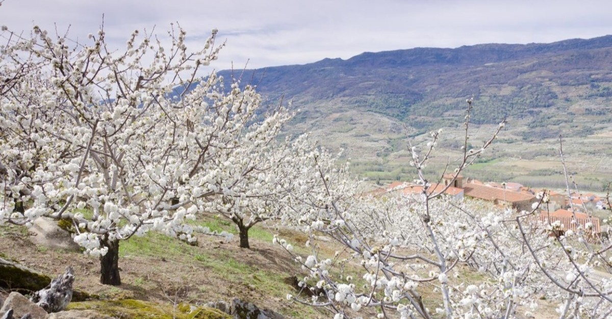 Visita o Valle del Jerte e vê as cerejeiras em flor / Pixabay