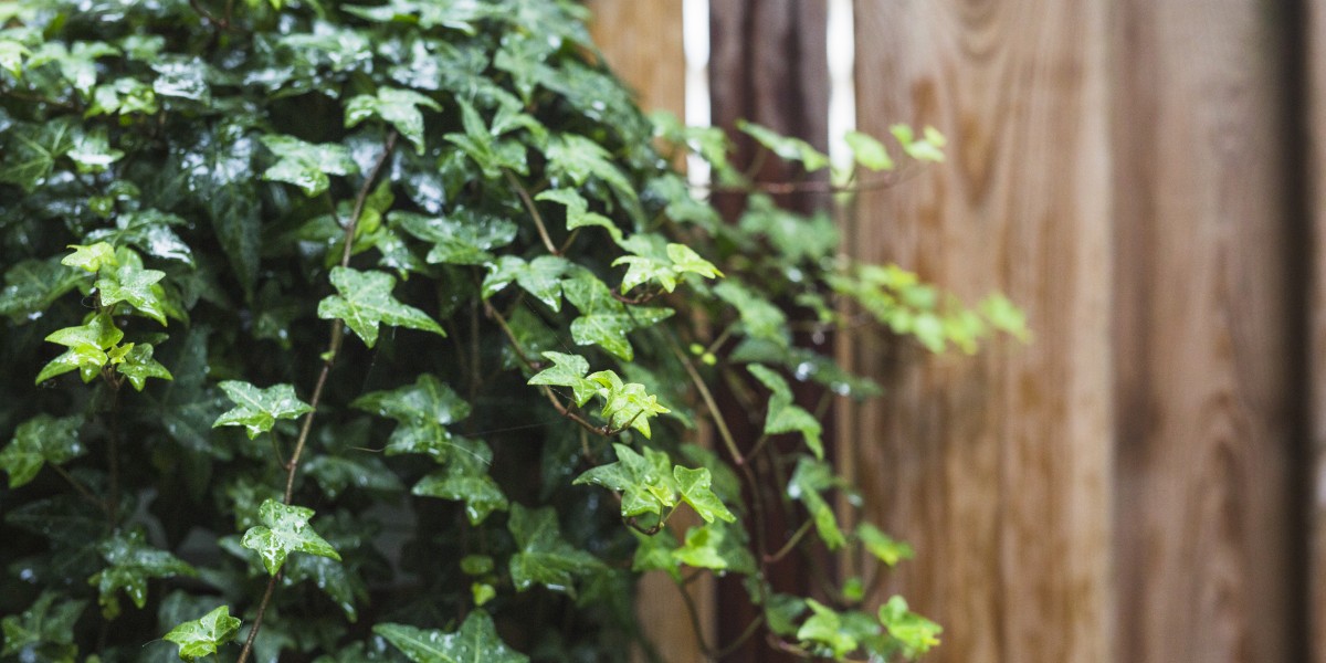 planta trepadora