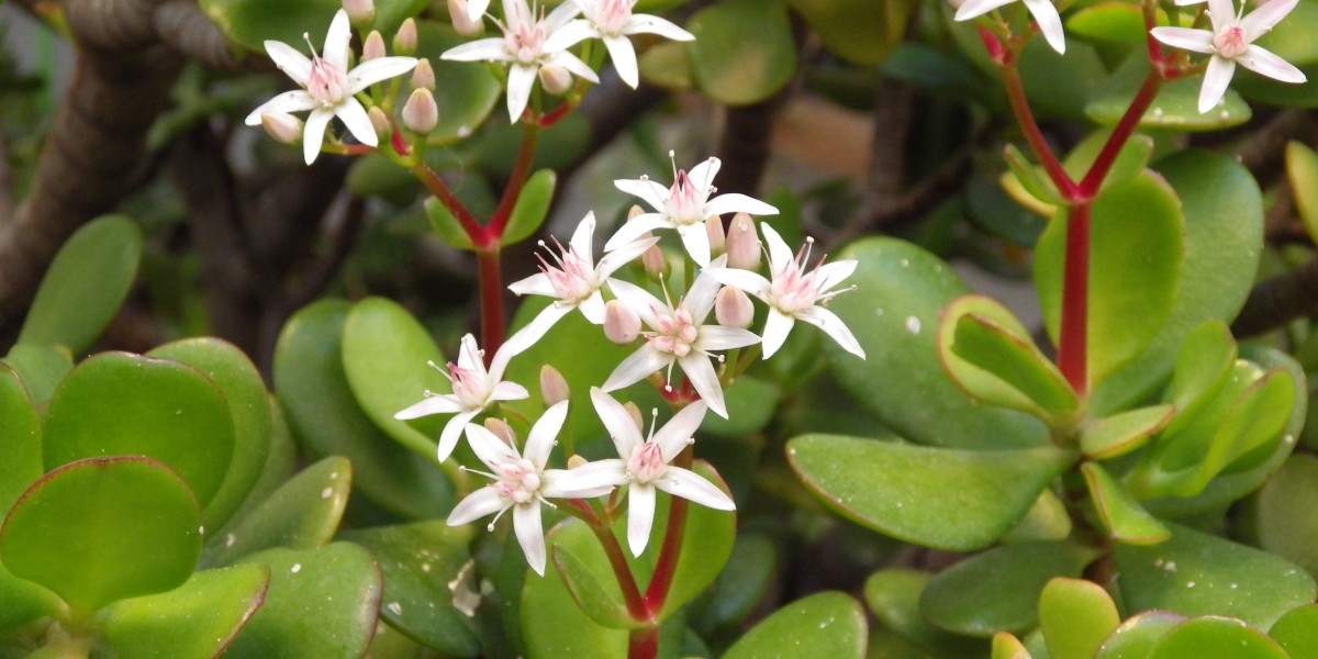 crassula ovata