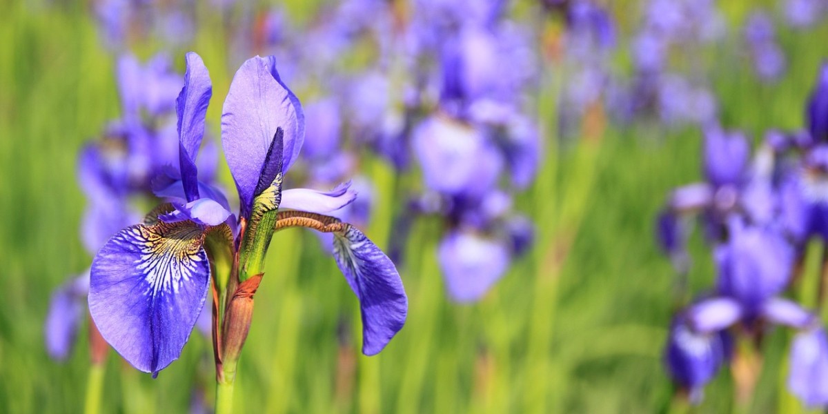 iris