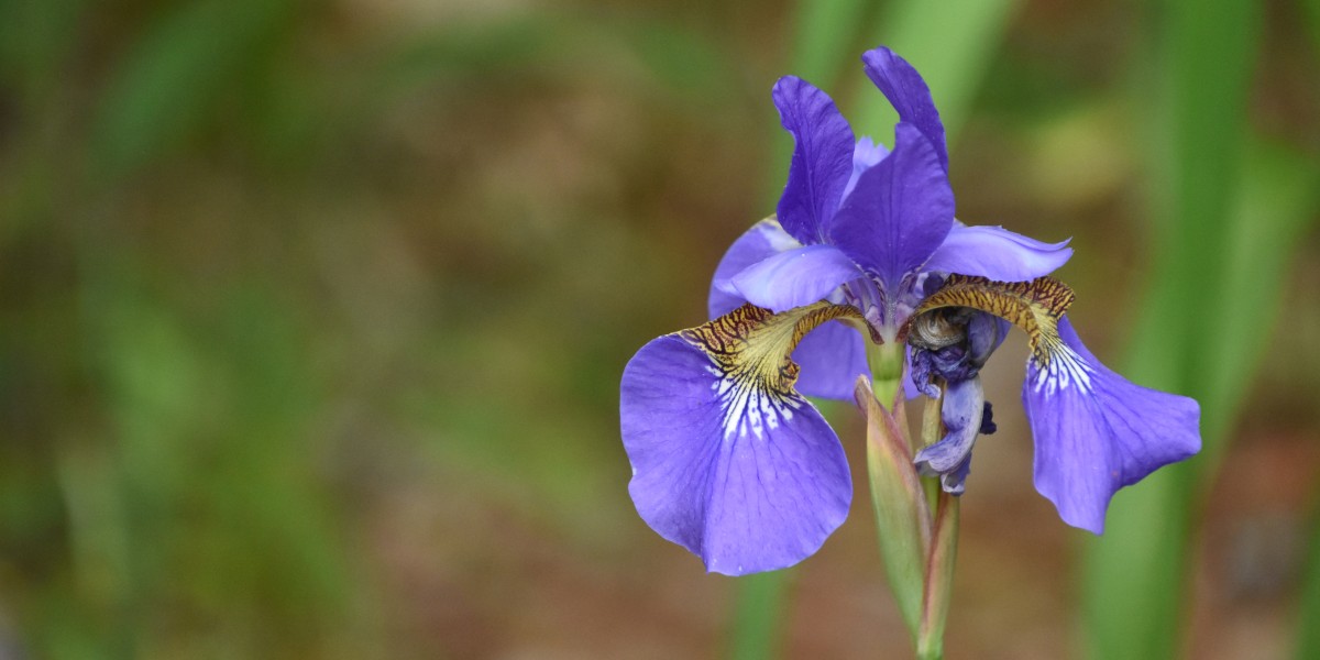 iris