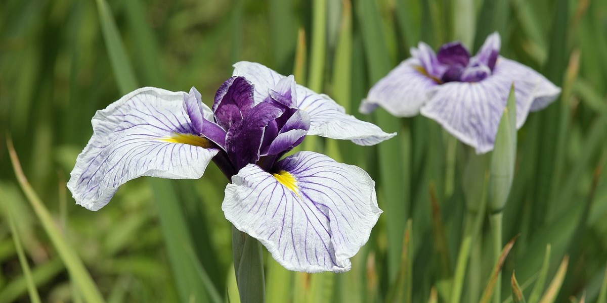 iris