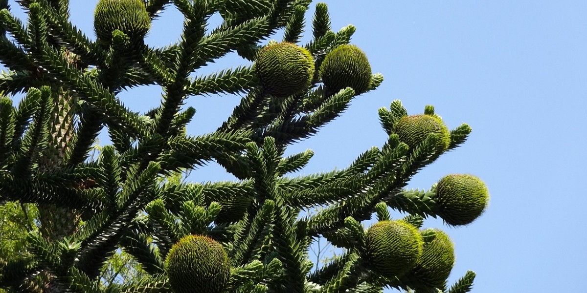 araucaria