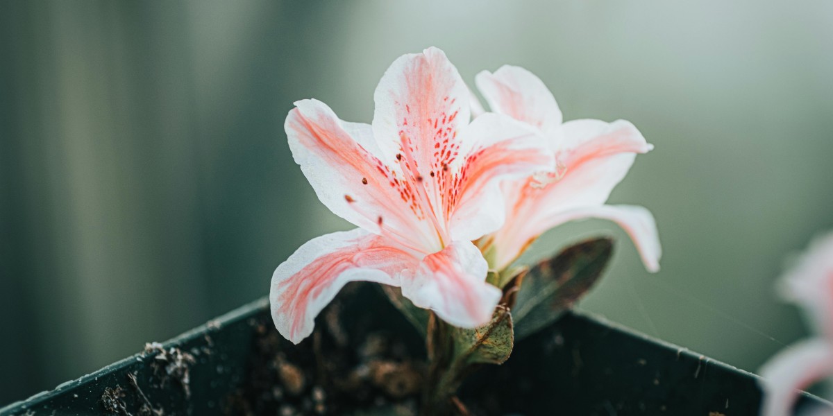 azalea