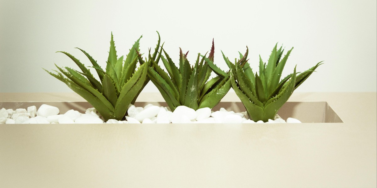 aloe vera