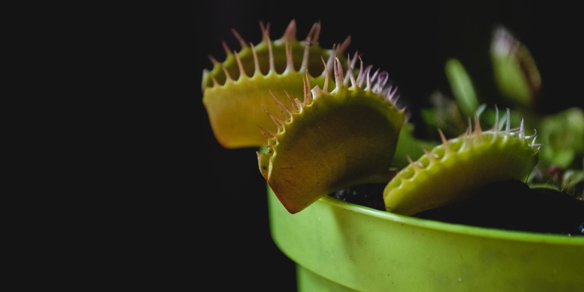 plantas carnivoras