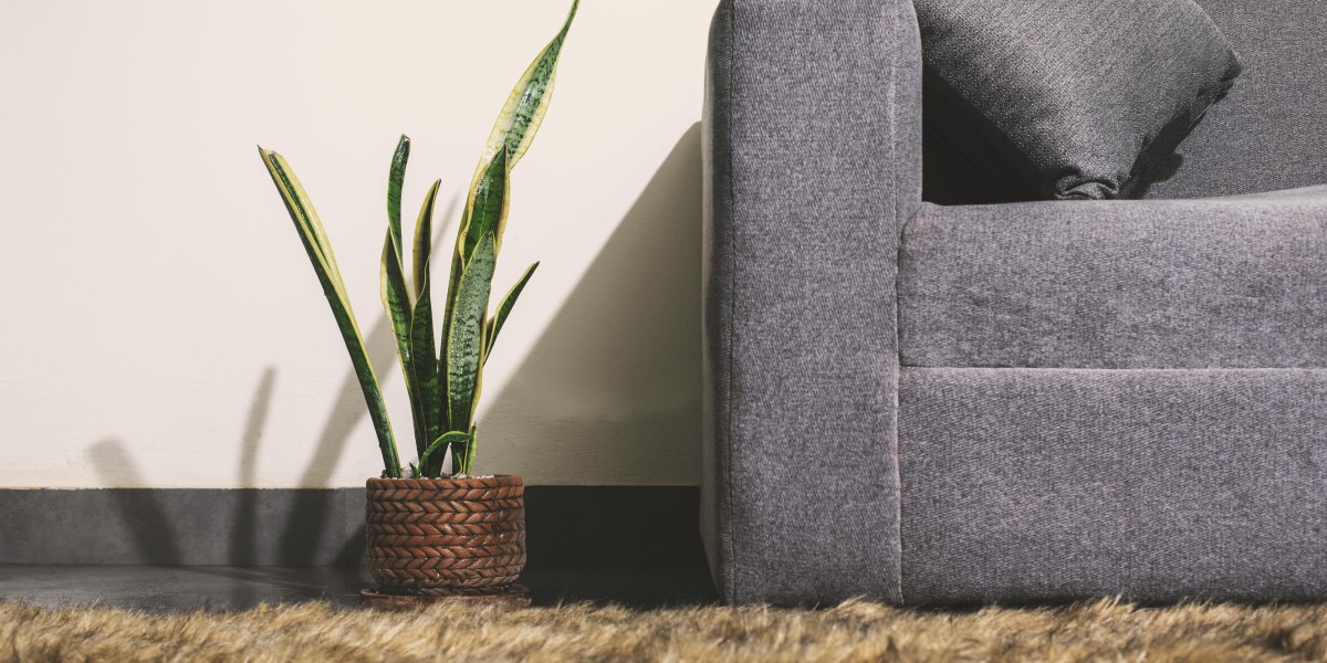 Sansevieria
