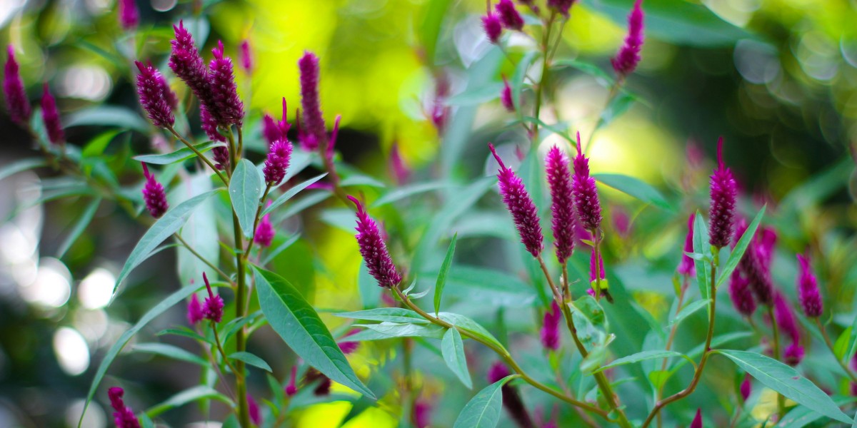 celosia argentea