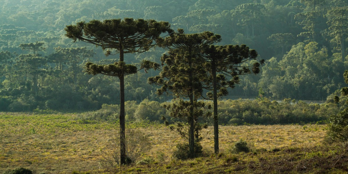 araucaria